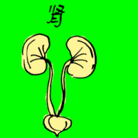 0706<br>肾<br>腎<br>Kidney