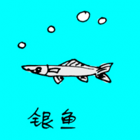 0724<br>银鱼<br>銀魚<br>Silver<br>Fish