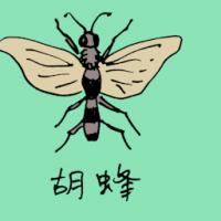 0816<br>胡蜂<br>胡蜂<br>Hornet