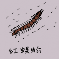 0822<br>红蜈蚣<br>紅蜈蚣<br>Red<br>Centipede