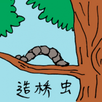 0829<br>造桥虫<br>造橋蟲<br>Tree<br>Caterpillar