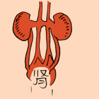 0843<br>肾脏<br>腎臟<br>Kidney