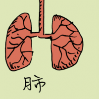 0861<br>肺<br>肺<br>Lung