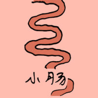 0867<br>小肠<br>小腸<br>Small<br>Intestine