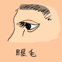 0873<br>眼毛<br>眼毛<br>Eyelashes