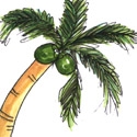 300<br>椰树<br>椰樹<br>Coconut<br>Tree