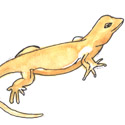 315<br>壁虎<br>壁虎<br>LizardGecko<br>