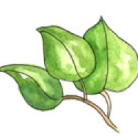 350<br>佬叶栳叶槟榔叶<br>佬葉栳葉檳榔葉<br>Betel<br>Leaf