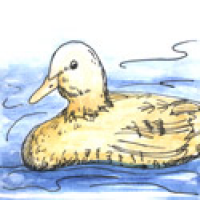 380<br>鸭游泳<br>鴨游泳<br>Duck<br>Swimming