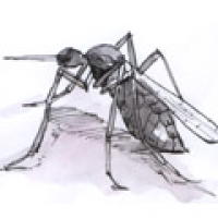 485<br>蚊子<br>蚊子<br>Mosquito