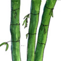 521<br>竹竹子<br>竹竹子<br>Bamboo