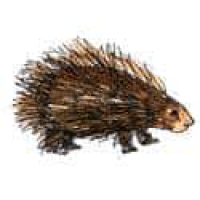 526<br>河猪箭猪刺猬<br>河豬箭豬刺猬<br>Hedgehog