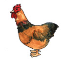 598<br>雄鸡公鸡<br>雄雞公雞<br>CockRoosterMale<br>Chicken