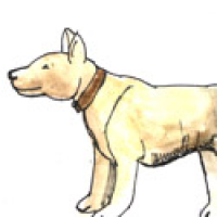 601<br>狗家犬看家狗<br>狗家犬看家狗<br>Dogs,house<br>dog