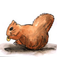 639<br>松鼠<br>松鼠<br>Squirrel