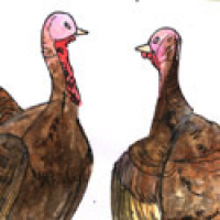 661<br>火鸡<br>火雞<br>Turkey