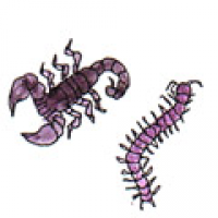 841<br>蝎子蜈蚣<br>蝎子蜈蚣<br>Scorpion<br>and<br>Centipede