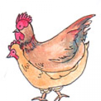 849<br>鸡交配<br>雞交配<br>Chicken<br>Mating