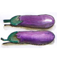 873<br>茄子茄矮瓜<br>茄子茄矮瓜<br>Eggplant