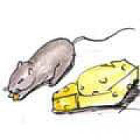 904<br>老鼠偷吃<br>老鼠偷吃<br>Rats<br>EatingMouse<br>Eating