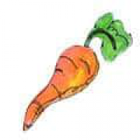 924<br>菜头萝卜<br>菜頭蘿蔔<br>Carrot