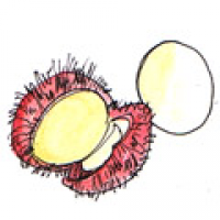 937<br>红毛丹<br>紅毛丹<br>Rambutan